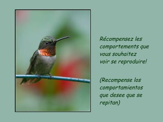 Récompensez les comportements que vous souhaitez voir se reproduire! (Recompense los comportamientos que desee que se repitan) 