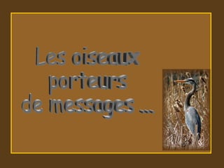 Les oiseaux porteurs de messages ...  