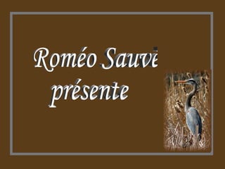 Roméo Sauvé présente 