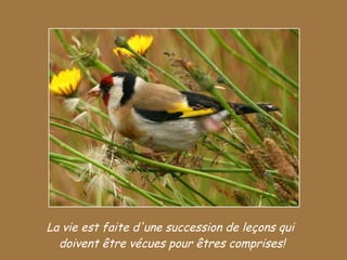 La vie est faite d'une succession de leçons qui  doivent être vécues pour êtres comprises! 