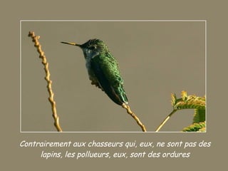 Oiseaux Messagers Geluk Slide 27