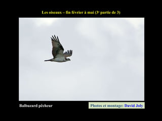 Balbuzard pêcheur Les oiseaux – fin février à mai (3 e  partie de 3) Photos et montage:  David Joly 