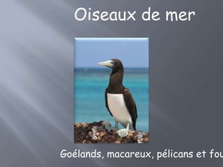 Oiseaux de mer




Goélands, macareux, pélicans et fou
 