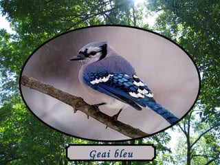 Geai bleu 