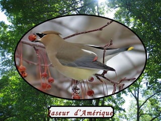 Jaseur  d’Amérique  