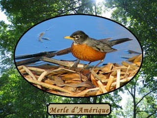 Merle d’Amérique 