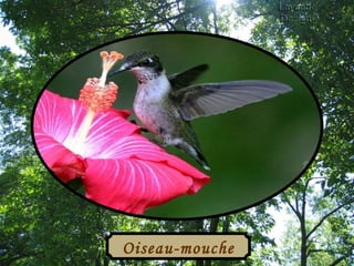 Oiseau-mouche 