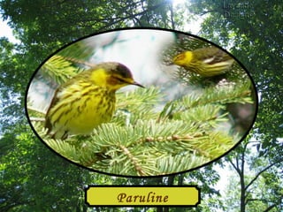 Paruline 