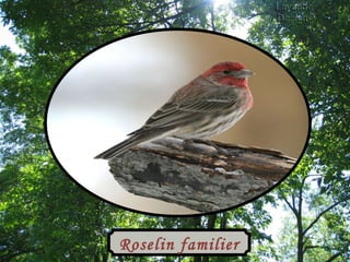 Roselin familier 