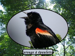 Carouge à épaulettes 