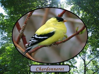 Chardonneret 