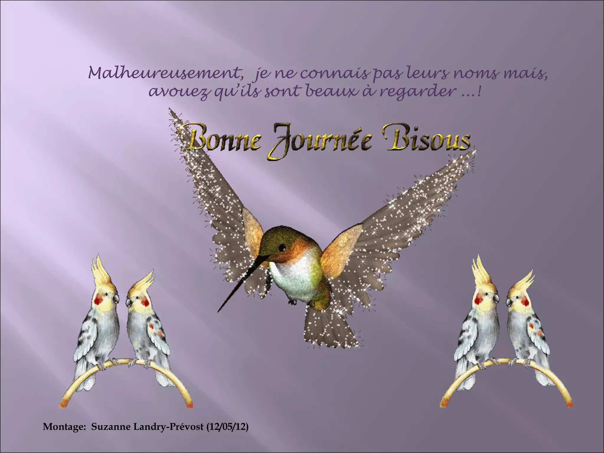 Malheureusement, je ne connais pas leurs noms mais,
avouez qu’ils sont beaux à regarder ...!
Montage: Suzanne Landry-Prévost (12/05/12)