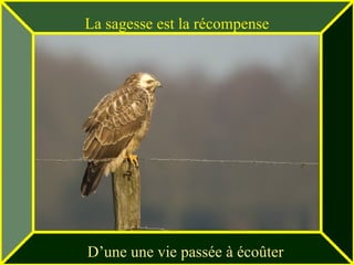La sagesse est la récompense   D’une une vie passée à écoûter 
