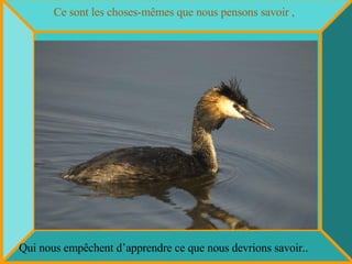 Ce sont les choses-mêmes que nous pensons savoir ,   Qui nous empêchent d’apprendre ce que nous devrions savoir.. 