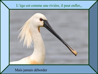 L’égo est comme une rivière, il peut enfler,, Mais jamais déborder 