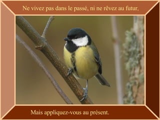 Ne vivez pas dans le passé, ni ne rêvez au futur , Mais appliquez-vous au présent. 