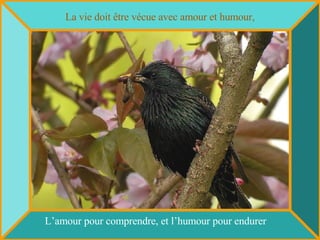 La vie doit être vécue avec amour et humour, L’amour pour comprendre, et l’humour pour endurer 