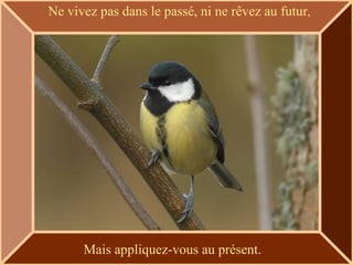 Ne vivez pas dans le passé, ni ne rêvez au futur , Mais appliquez-vous au présent. 