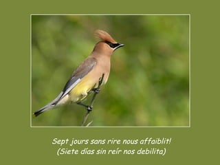 Sept jours sans rire nous affaiblit! (Siete días sin reír nos debilita) 