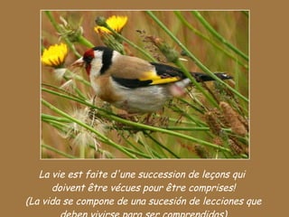 La vie est faite d'une succession de leçons qui  doivent être vécues pour être comprises! (La vida se compone de una sucesión de lecciones que deben vivirse para ser comprendidas) 