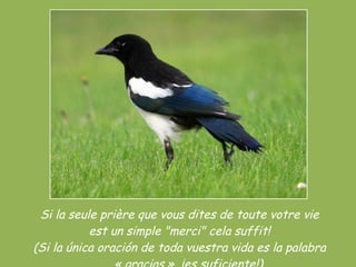 Si la seule prière que vous dites de toute votre vie est un simple "merci" cela suffit! (Si la única oración de toda vuestra vida es la palabra  « gracias », ¡es suficiente!) 