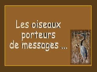 Les oiseaux porteurs de messages ...  