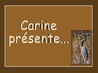 Carine présente... 