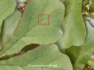 10 centímetros (10-1
m).
 