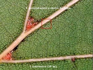 1 centímetro (10-2
m).
É possível sentir o cheiro da folha.
 