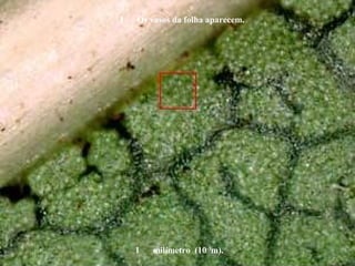 1 milímetro (10-3
m).
1 Os vasos da folha aparecem.
 