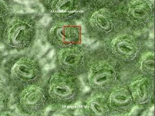 10 micra (10-5
m) .
As células aparecem.
 