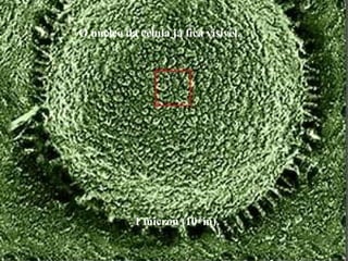 1 micron (10-6
m).
O núcleo da célula já fica visível.
 