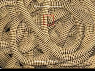 1.000 angstrons (10-7
m).
Os cromossomos aparecem.
 