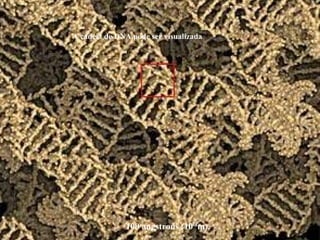 100 angstrons (10-8
m).
A cadeia de DNA pode ser visualizada
 
