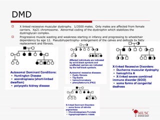 DMD X linked recessive muscular dystrophy.  1/3500 males.  Only males are affected from female carriers.  Xp21 chromosome.  Abnormal coding of the dystrophin which stabilizes the dystroglycan complex.  Progressive muscle wasting and weakness starting in infancy and progressing to wheelchair dependency by age 12.  Pseudohypertrophy- enlargement of the calves and deltoids by fatty replacement and fibrosis.  