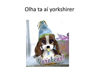Olha ta aí yorkshirer
 