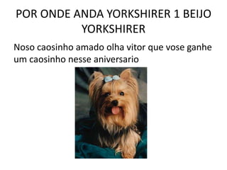POR ONDE ANDA YORKSHIRER 1 BEIJO
          YORKSHIRER
Noso caosinho amado olha vitor que vose ganhe
um caosinho nesse aniversario
 