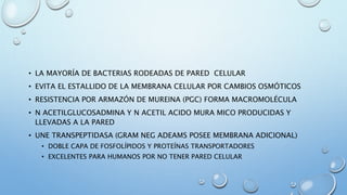 • LA MAYORÍA DE BACTERIAS RODEADAS DE PARED CELULAR 
• EVITA EL ESTALLIDO DE LA MEMBRANA CELULAR POR CAMBIOS OSMÓTICOS 
• RESISTENCIA POR ARMAZÓN DE MUREINA (PGC) FORMA MACROMOLÉCULA 
• N ACETILGLUCOSADMINA Y N ACETIL ACIDO MURA MICO PRODUCIDAS Y 
LLEVADAS A LA PARED 
• UNE TRANSPEPTIDASA (GRAM NEG ADEAMS POSEE MEMBRANA ADICIONAL) 
• DOBLE CAPA DE FOSFOLÍPIDOS Y PROTEÍNAS TRANSPORTADORES 
• EXCELENTES PARA HUMANOS POR NO TENER PARED CELULAR 
 