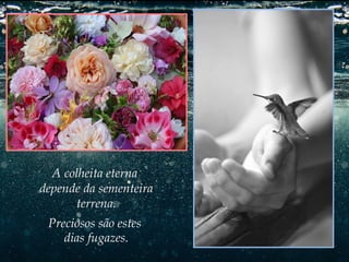 A colheita eterna
depende da sementeira
terrena.
Preciosos são estes
dias fugazes.

 