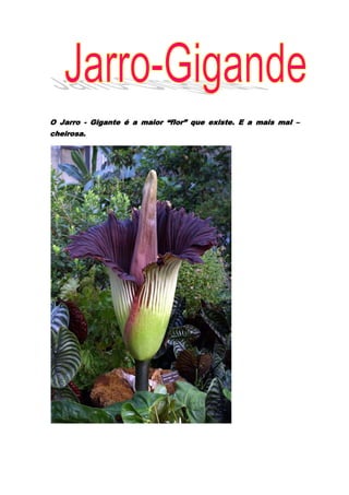 O Jarro - Gigante é a maior “flor” que existe. E a mais mal – cheirosa.<br />O Jarro – Gigante pertence a família das aráceas, tal como todos os Jarros. É plantada em jardins botânicos no mundo interior. A planta é originária na Ilha de Sumatra, na Indonésia.<br />4025265527050Não se trata de uma “flor”. Na realidade, é uma inflorescência (uma grande flor). Tem um tipo de “caule” (raque), onde está uma espécie de “folhas”(brácteas).<br />Debaixo delas estão minúsculas flores. O conjunto dessas flores chamam-se espádice.<br />O Jarro – Gigante passa grande parte do ano  em forma de tubérculo, debaixo da terra. Nos anos em que desabrocha, nos dias anteriores a esse fantástico e belo acontecimento, pode chegar a crescer 17cm por dia! No entanto numa vida de 40 anos.<br />É conhecida em muitos países como “flor – cadáver” porque tem a fama de ser carnívora . Ela cheira realmente tão mal que tem o prémio de um dos piores odores do mundo! Essa é a forma de atrair os insectos, como as abelhas, que levam o seu pólen e a ajudam a reproduzir-se.<br />  <br />O maior exemplar foi registado em Veracruz, no México em que o Jarro - Gigante tem: 3m de altura e 75kg de peso!. <br />