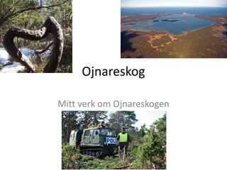 Ojnareskog

Mitt verk om Ojnareskogen
 