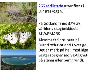 266 rödlistade arter finns i
Ojnare   Ojnsreskogen.

         På Gotland finns 37% av
         världens skogbeklädda
         ALVARMARK
         Alvarmark finns bara på
         ÖԻ och Gotland i Sverige.
         Det är mark på häll med låga
         växter (begränsad växtlighet
         på stenig eller berggrund).
 