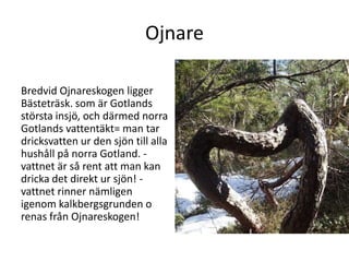 Ojnare

Bredvid Ojnareskogen ligger
Bästeträsk. som är Gotlands
största insjö, och därmed norra
Gotlands vattentäkt= man tar
dricksvatten ur den sjön till alla
hushåll på norra Gotland. -
vattnet är så rent att man kan
dricka det direkt ur sjön! -
vattnet rinner nämligen
igenom kalkbergsgrunden o
renas från Ojnareskogen!
 