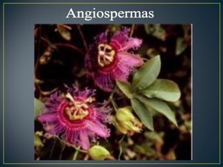 Angiospermas 