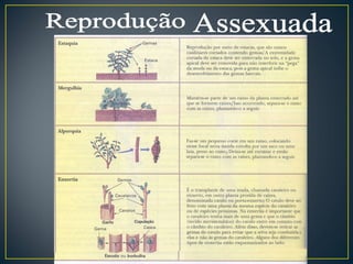Reprodução Assexuada 