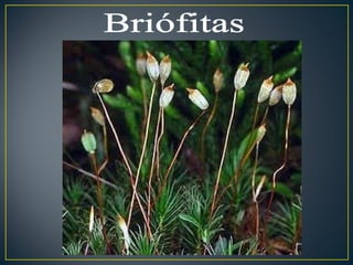 Briófitas 