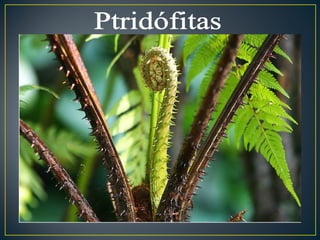 Ptridófitas 