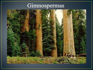 Gimnospermas 