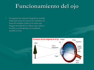 Funcionamiento del ojo En general, las cámaras fotográficas sencillas funcionan como los ojos de los animales. La lente del cristalino forma en la retina una imagen invertida de los objetos que enfoca y la retina se corresponde con la película sensible a la luz. 