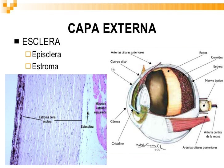 ANATOMIA DEL GLOBO OCULAR ANATOMIA DEL GLOBO OCULAR